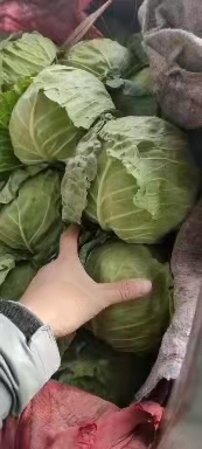 永年甘藍(lán)最新價(jià)格及市場走勢、種植要點(diǎn)與購買指南全解析