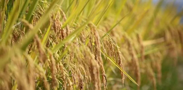 蒼南最新動(dòng)態(tài)，變化中的力量，學(xué)習(xí)鑄就自信與成就