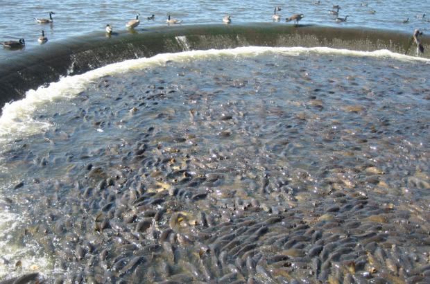 美國鯉魚成災背后秘密揭秘，鯉魚泛濫與小巷獨特小店的故事