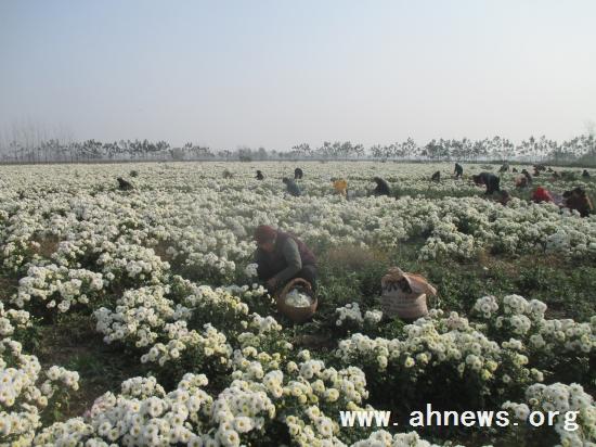 界首最新新聞，學(xué)習(xí)變革的力量，自信與成就感的融合之路