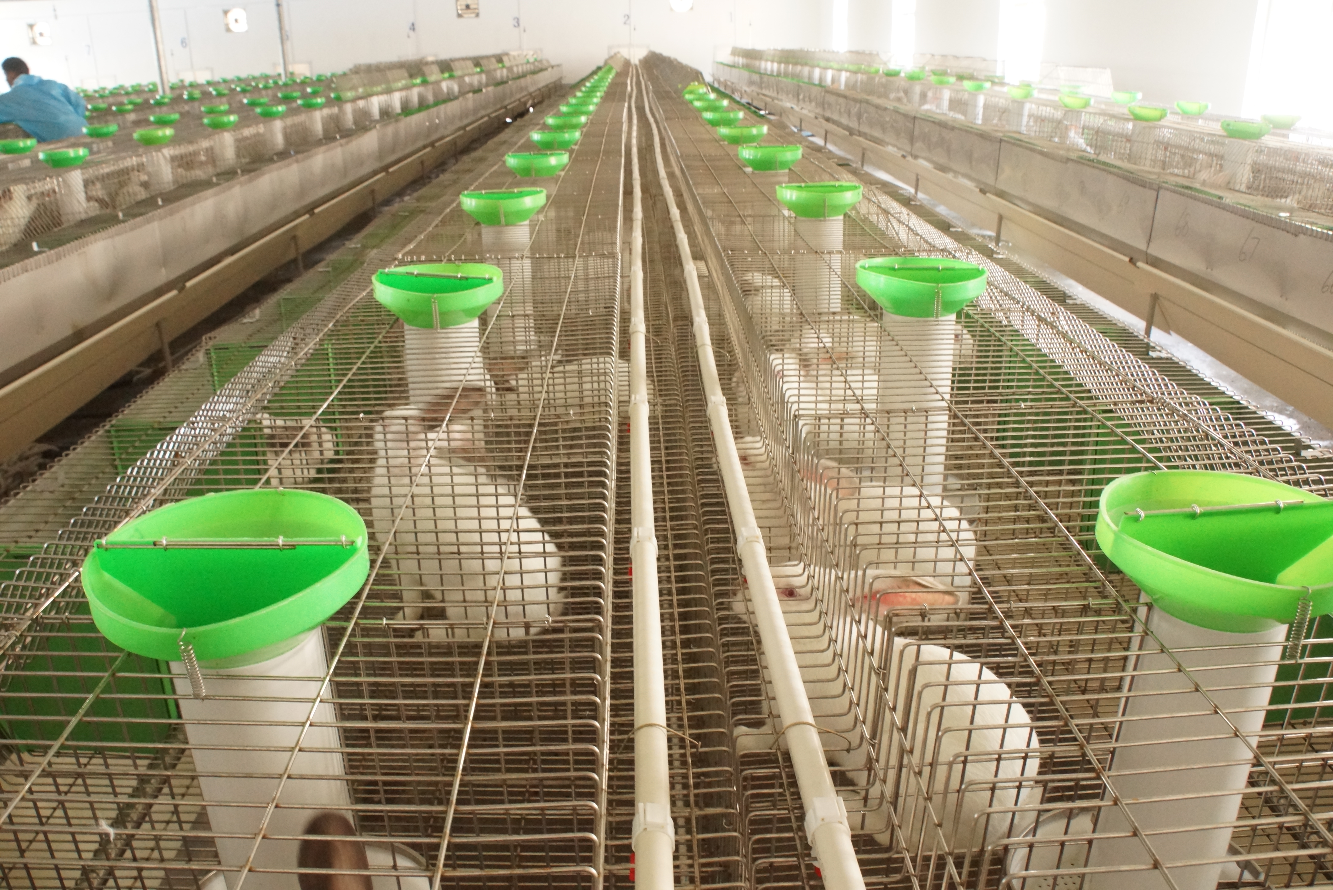 革新養(yǎng)兔行業(yè)的力量之源，最新養(yǎng)兔設(shè)備介紹與展示