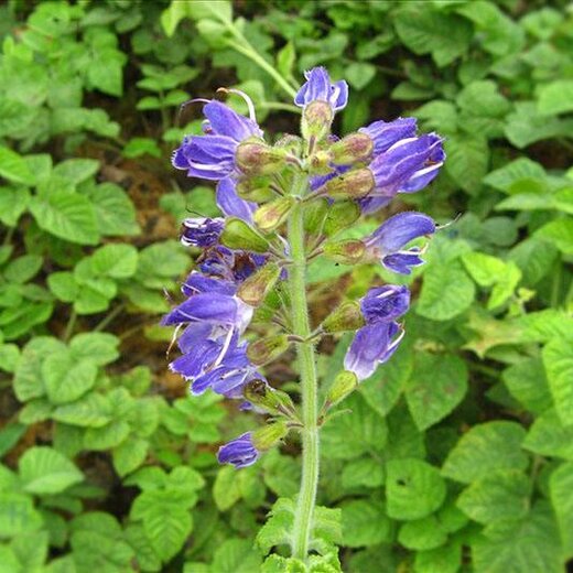 亳州丹參最新價格，市場走勢及選購指南全解析