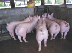 最新仔豬品種選擇與飼養(yǎng)指南，品種介紹與飼養(yǎng)步驟全解析