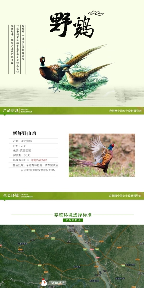 深度剖析，最新山雞的背景、事件與地位概述