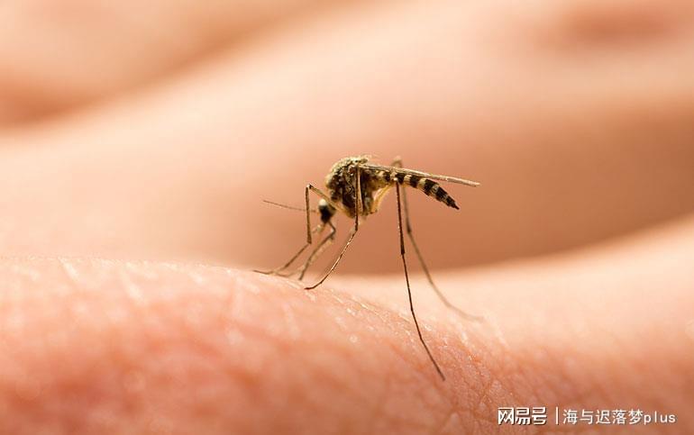揭秘蚊子世界，最新報(bào)道與防治策略探索