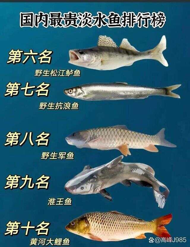 青魚國產(chǎn)最新論述，探索與解析