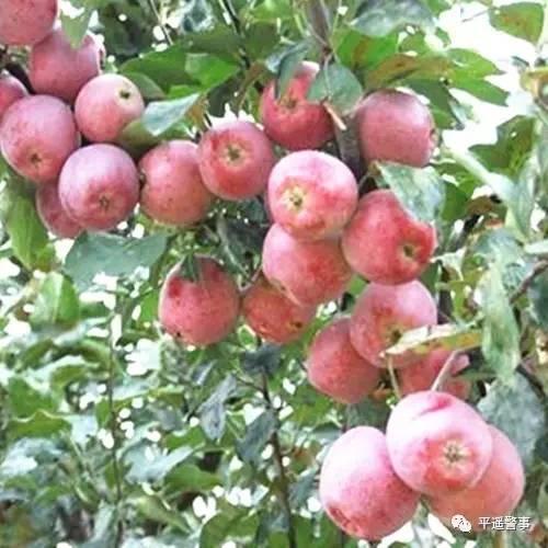 西太后愛心包最新系列，時尚與慈善的完美結(jié)合，展現(xiàn)獨(dú)特魅力風(fēng)采