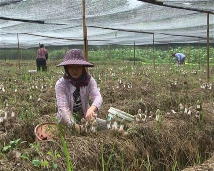 食用菌最新讀音及其背景、發(fā)展與地位概述