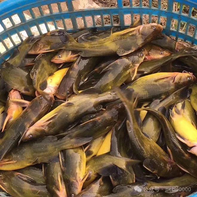 黃顙魚最新報(bào)價(jià)大全，專業(yè)指南與實(shí)時(shí)更新
